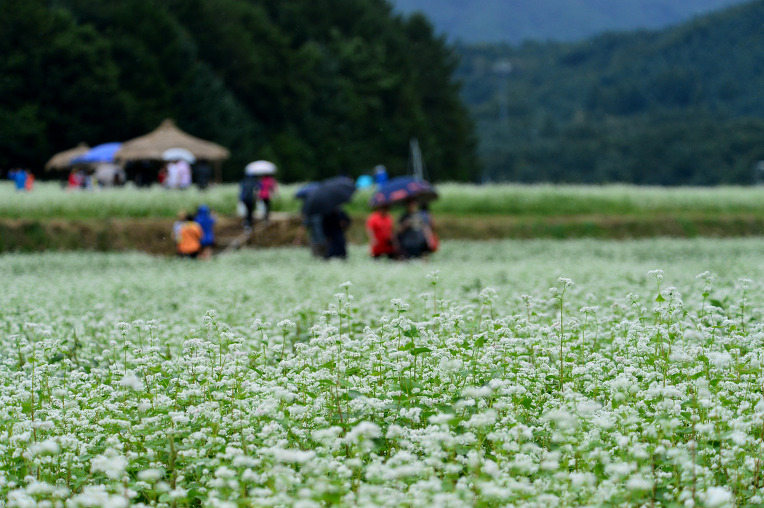 韓國優秀慶典之平昌“孝石文化節”