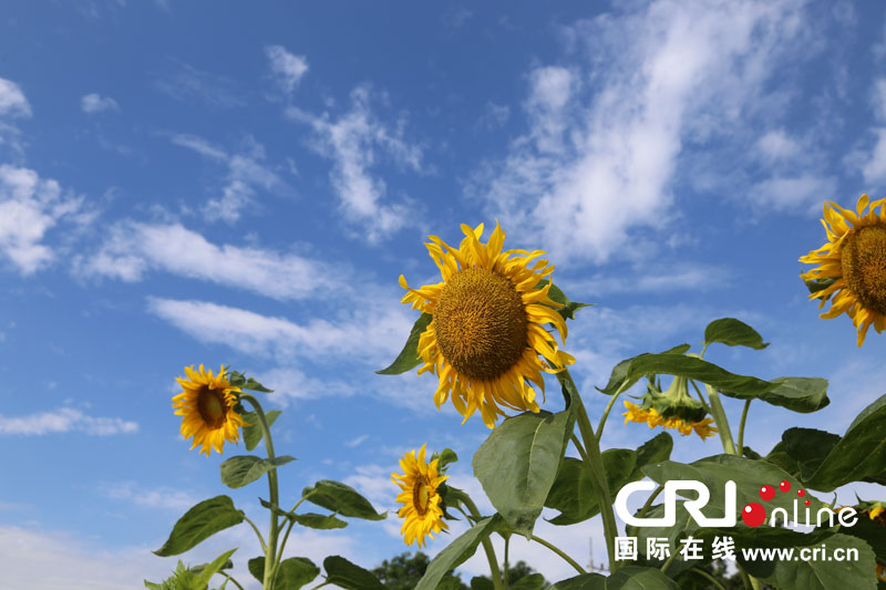 韓國全羅北道全州韓屋村(高清組圖)