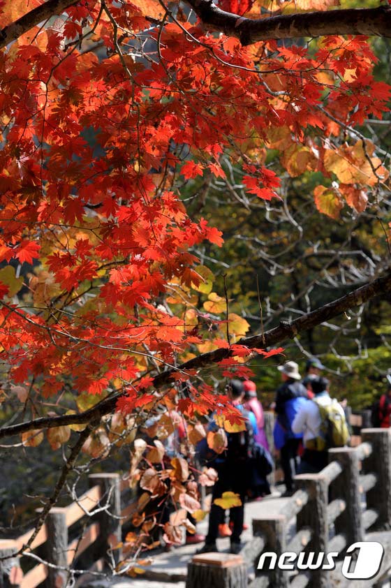 雪岳山：漫山紅葉 秋意正濃【組圖】