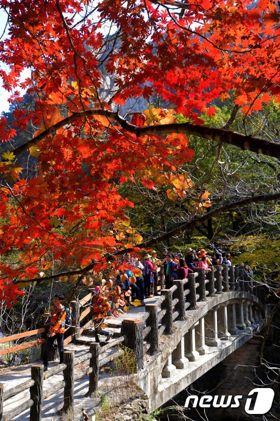 雪岳山：漫山紅葉 秋意正濃【組圖】