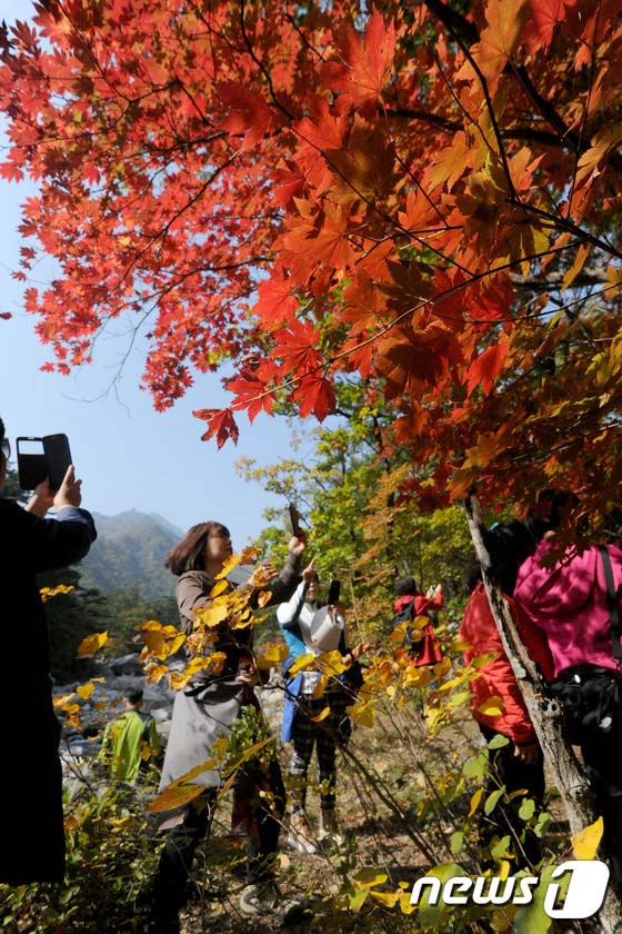 雪岳山：漫山紅葉 秋意正濃【組圖】
