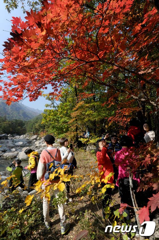雪岳山：漫山紅葉 秋意正濃【組圖】