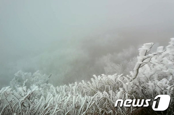 韓國雪岳山現“樹掛”奇景【組圖】