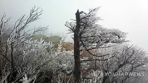 韓國雪岳山現“樹掛”奇景【組圖】