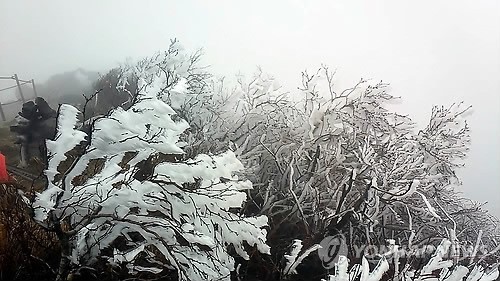 韓國雪岳山現“樹掛”奇景【組圖】