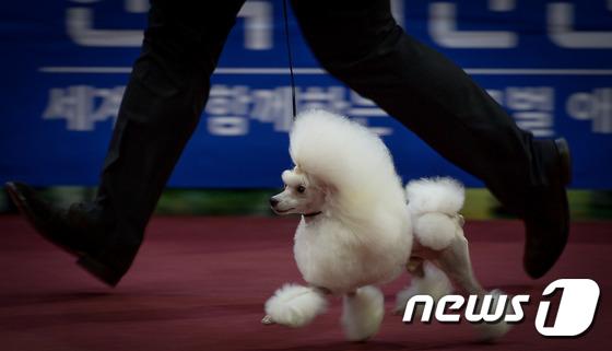 2014國際愛犬大賽首爾舉行 狗狗們爭相媲美（組圖）