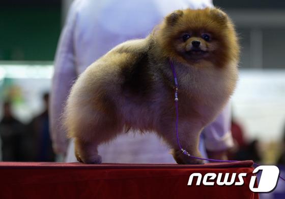 2014國際愛犬大賽首爾舉行 狗狗們爭相媲美（組圖）