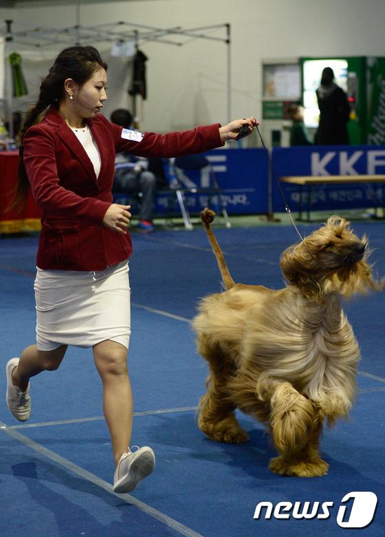2014國際愛犬大賽首爾舉行 狗狗們爭相媲美（組圖）
