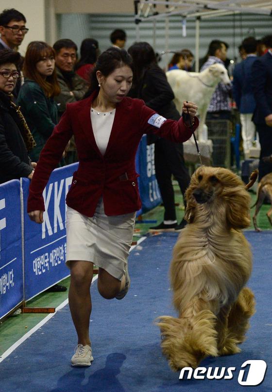 2014國際愛犬大賽首爾舉行 狗狗們爭相媲美（組圖）