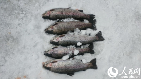 韓國平昌鱒魚節開幕 雪地冰釣樂趣無窮