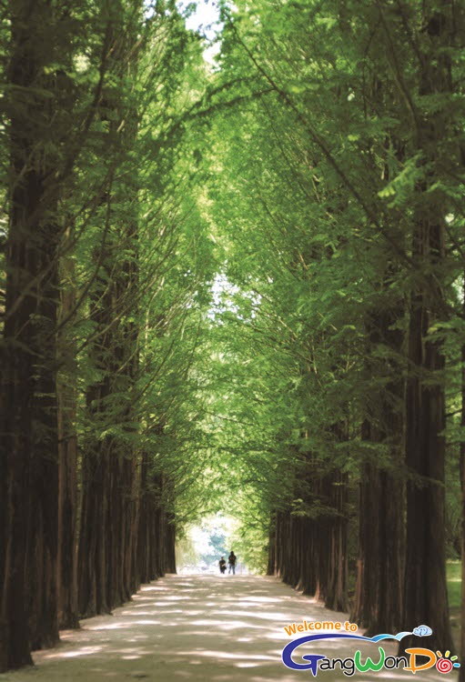 南怡島的水杉林蔭大道（照片提供： 江原道廳，江原道觀光照片征集作品展）