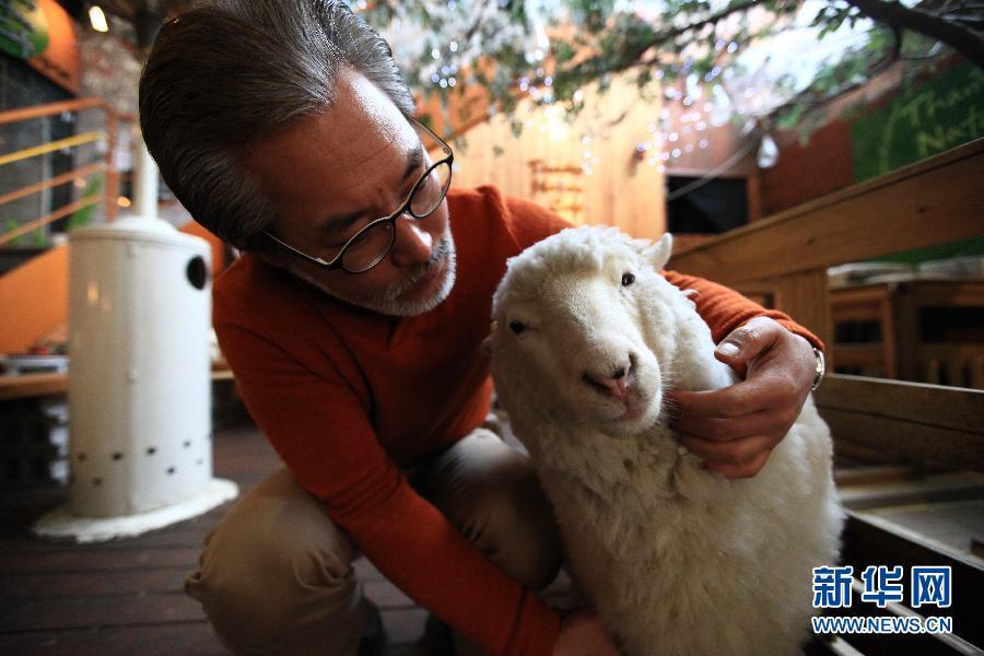 韓國“綿羊咖啡館”人氣火爆【組圖】