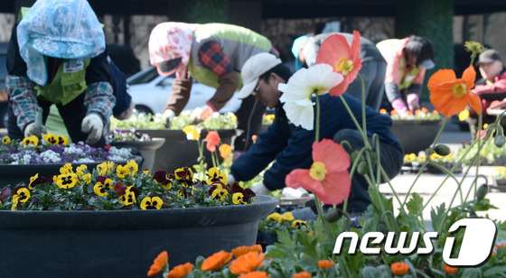 春神降臨首爾 正是花開好時節【組圖】