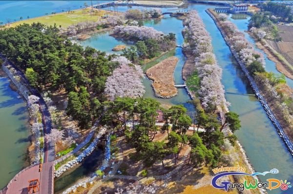 俯瞰江陵櫻花節（照片提供：江原道道廳，旅行攝影大賽）