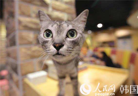 “貓咪經營的漫畫咖啡廳”走俏韓國【高清組圖】