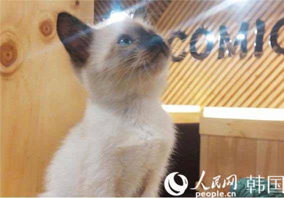 “貓咪經營的漫畫咖啡廳”走俏韓國【高清組圖】