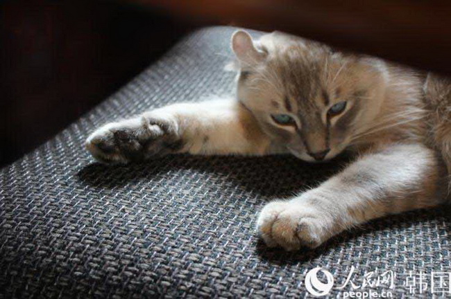 “貓咪經營的漫畫咖啡廳”走俏韓國【高清組圖】