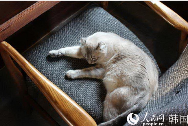 “貓咪經營的漫畫咖啡廳”走俏韓國【高清組圖】