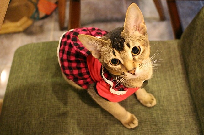 “貓咪經營的漫畫咖啡廳”走俏韓國【高清組圖】