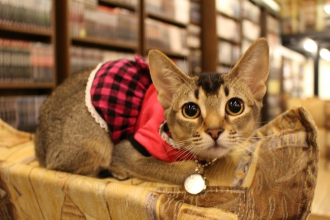 “貓咪經營的漫畫咖啡廳”走俏韓國【高清組圖】