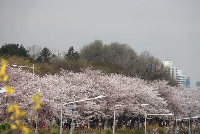 首爾汝矣島櫻花節今日開幕【組圖】