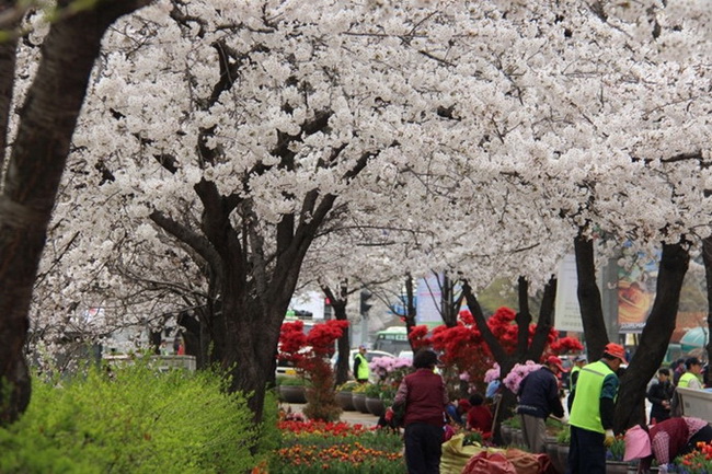 首爾汝矣島櫻花節今日開幕【組圖】