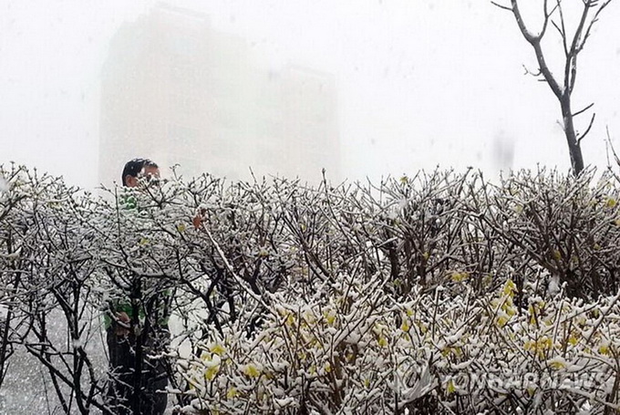 四月飄雪 韓國江原道春寒料峭(高清組圖)