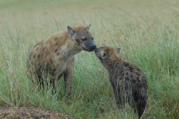 自然界的“不了情”（組圖）