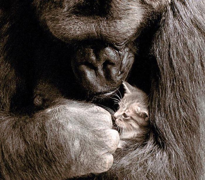 自然界的“不了情”（組圖）