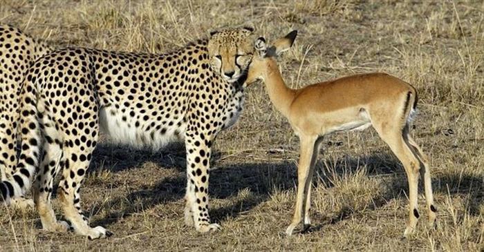 自然界的“不了情”（組圖）