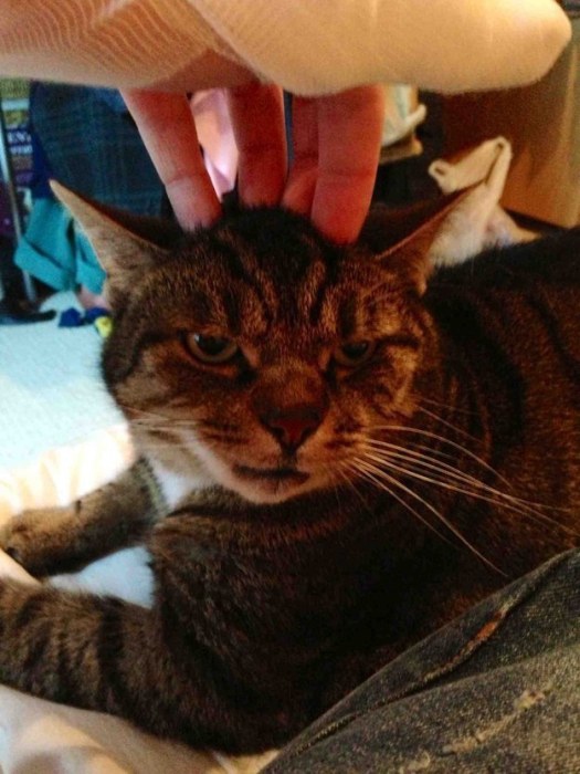 “喵星人”才是表情帝(組圖)