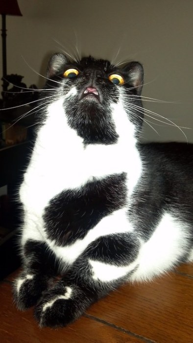 “喵星人”才是表情帝(組圖)