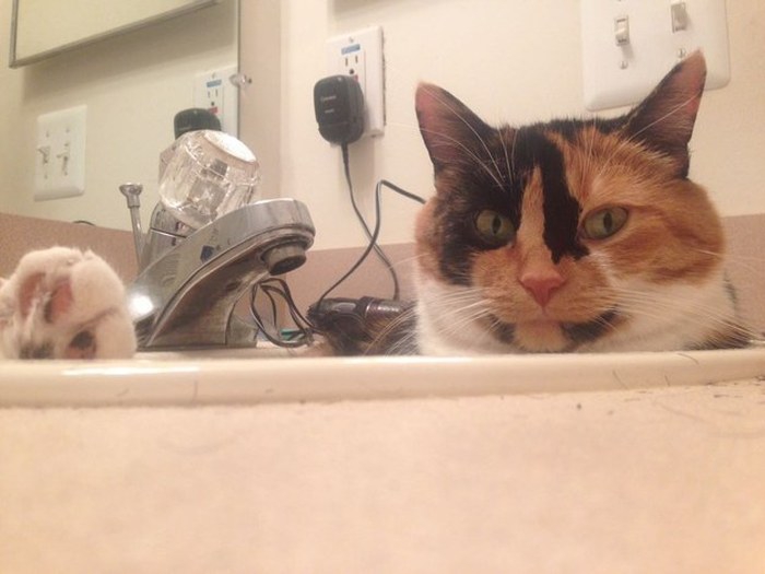 “喵星人”才是表情帝(組圖)