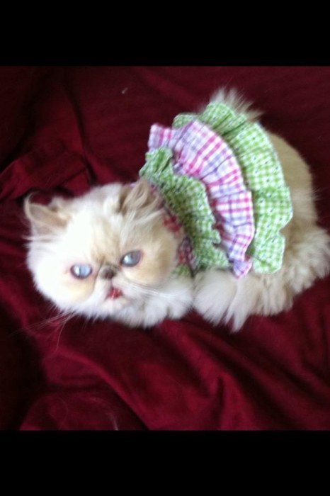 “喵星人”才是表情帝(組圖)