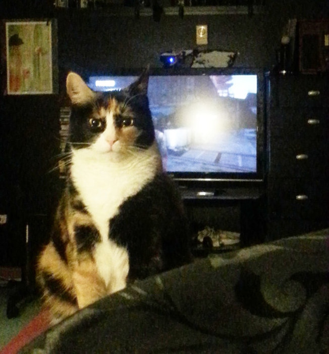 “喵星人”才是表情帝(組圖)