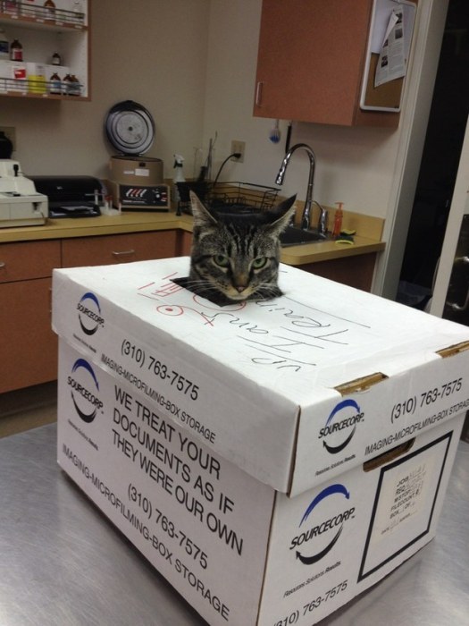 “喵星人”才是表情帝(組圖)