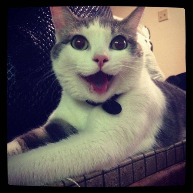 “喵星人”才是表情帝(組圖)