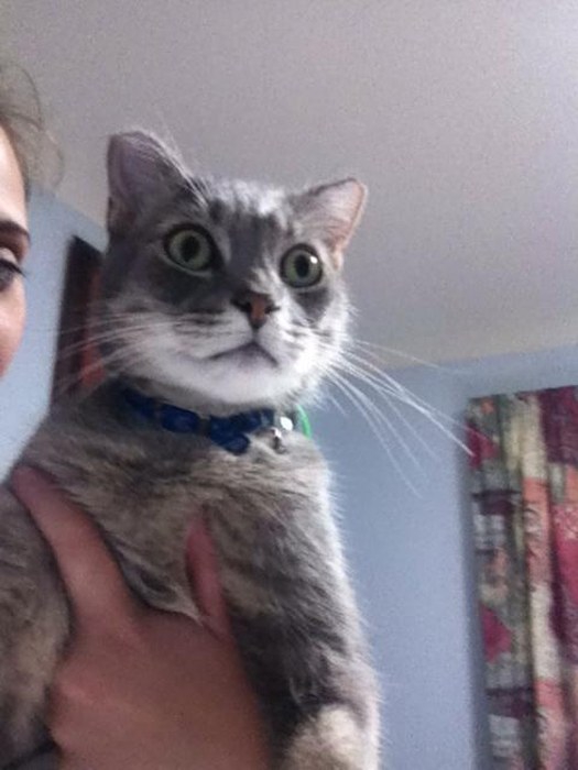 “喵星人”才是表情帝(組圖)