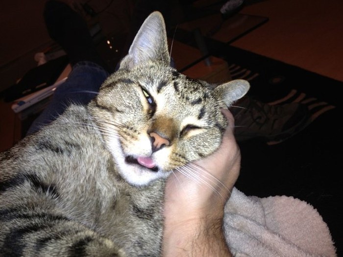 “喵星人”才是表情帝(組圖)