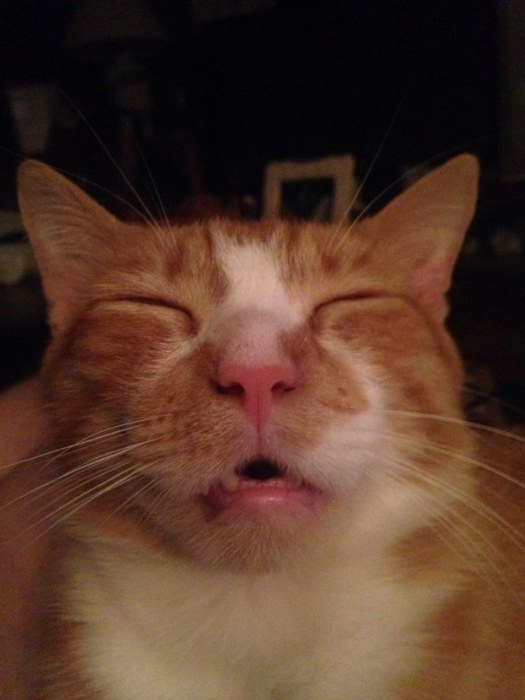 “喵星人”才是表情帝(組圖)