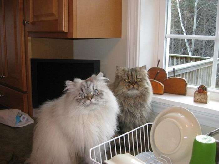 “喵星人”才是表情帝(組圖)