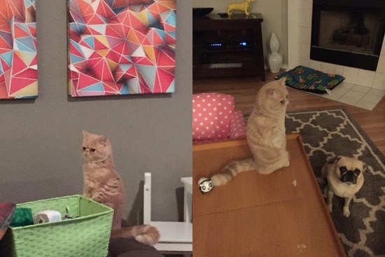 萌翻了！加菲貓喬治萌站姿走紅（組圖）