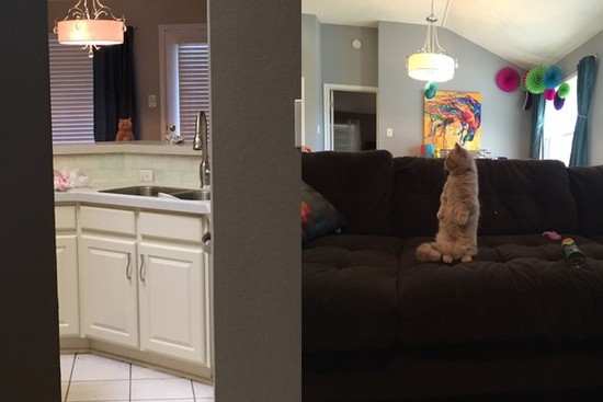 萌翻了！加菲貓喬治萌站姿走紅（組圖）