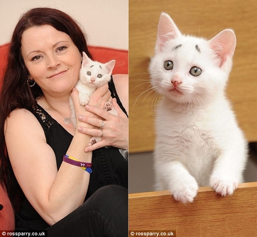 【韓國萬象】八字眉“擔心貓”引爆韓國網絡