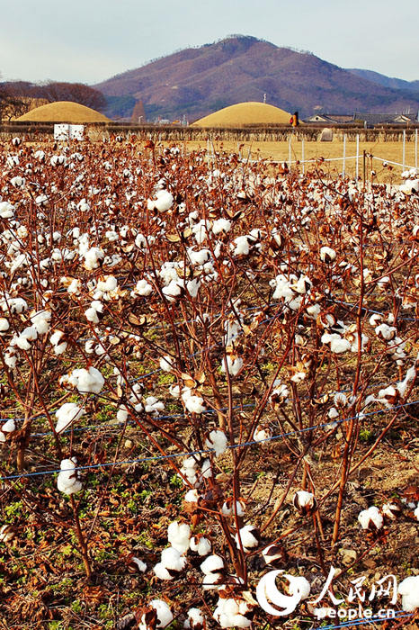 春日賞花新選擇——慶州棉花田【組圖】