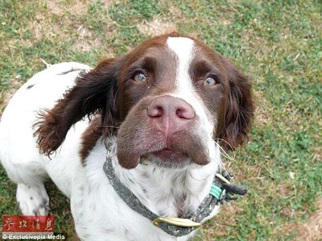 狗狗誤吞蜜蜂后變“包子臉” 蠢萌表情惹人憐【組圖】