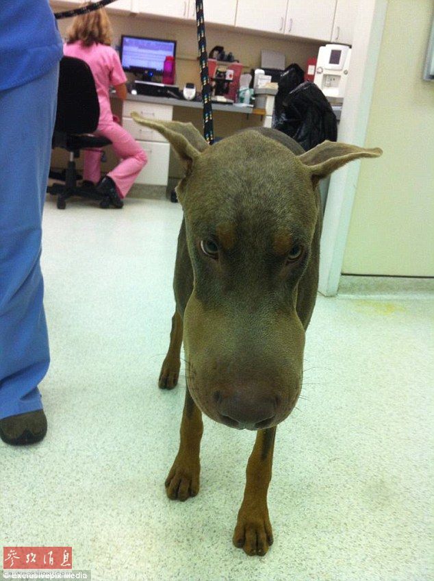 狗狗誤吞蜜蜂后變“包子臉” 蠢萌表情惹人憐【組圖】