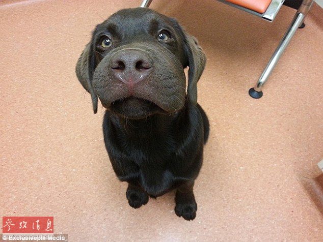 狗狗誤吞蜜蜂后變“包子臉” 蠢萌表情惹人憐【組圖】