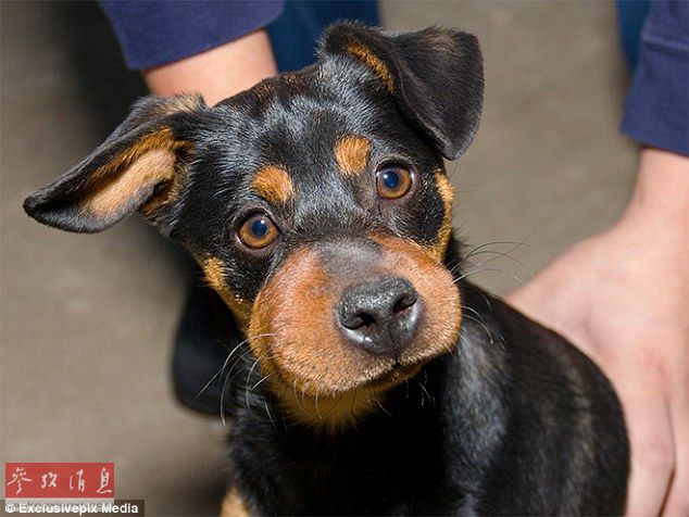 狗狗誤吞蜜蜂后變“包子臉” 蠢萌表情惹人憐【組圖】