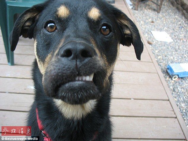 狗狗誤吞蜜蜂后變“包子臉” 蠢萌表情惹人憐【組圖】